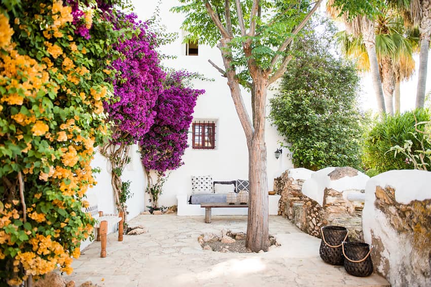 Can Sastre Ibiza yard tree in the middle white walls