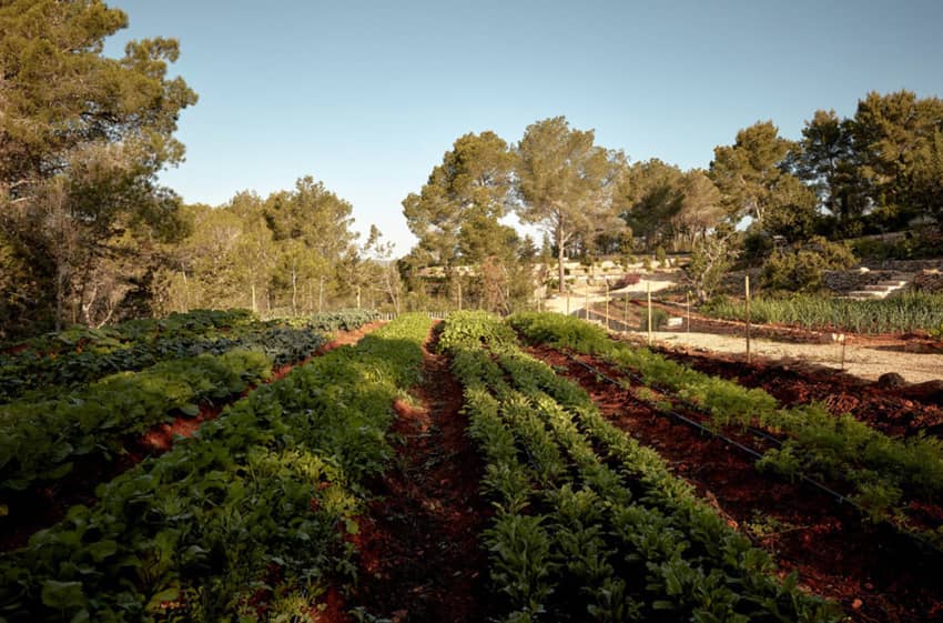 La Granja Ibiza row plants red soil 