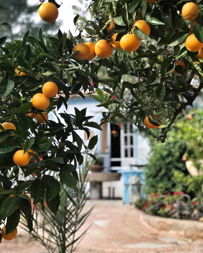 La Paloma citrus orange orchard