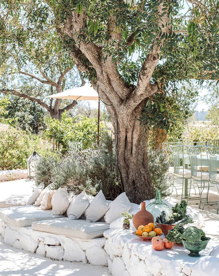 white stone border olive tree lavender bush