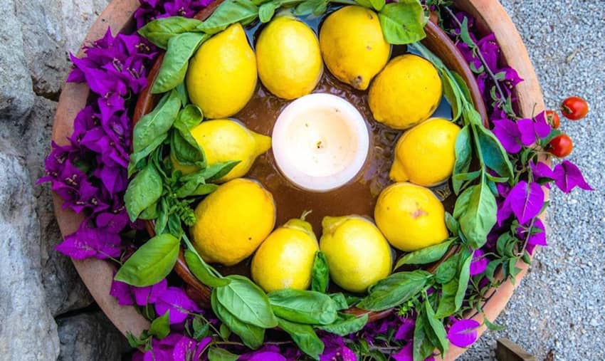 lemons basils cherry tomatoes bougainvillae candle clay pot