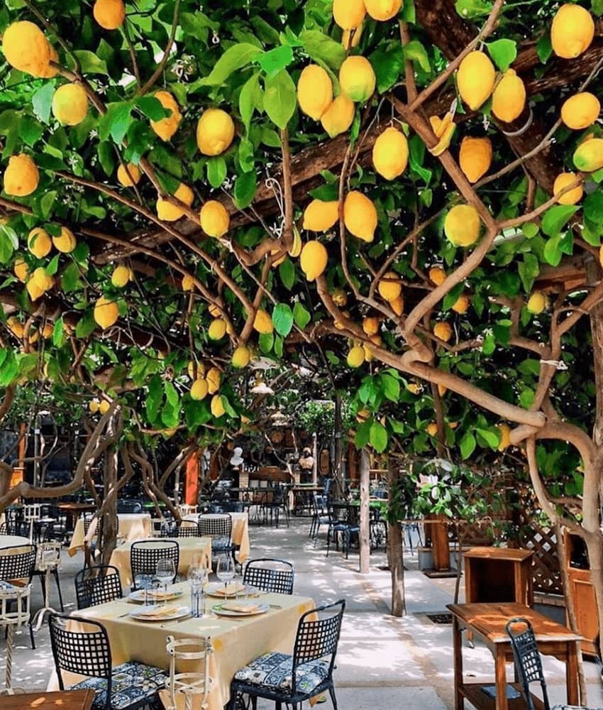 dining under Paolino's lemon trees