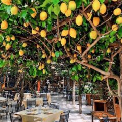 dining under Paolinos lemon trees