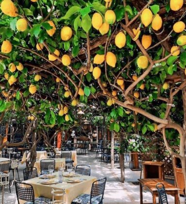 dining under Paolinos lemon trees